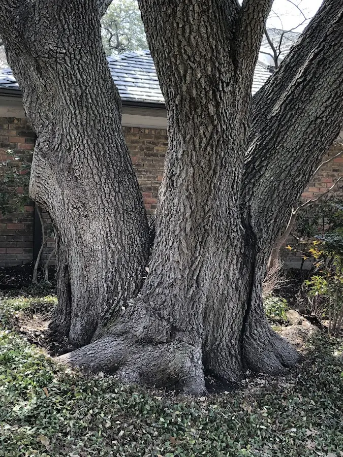 Mature heritage tree close to a Wirtz property cared for by certified arborists