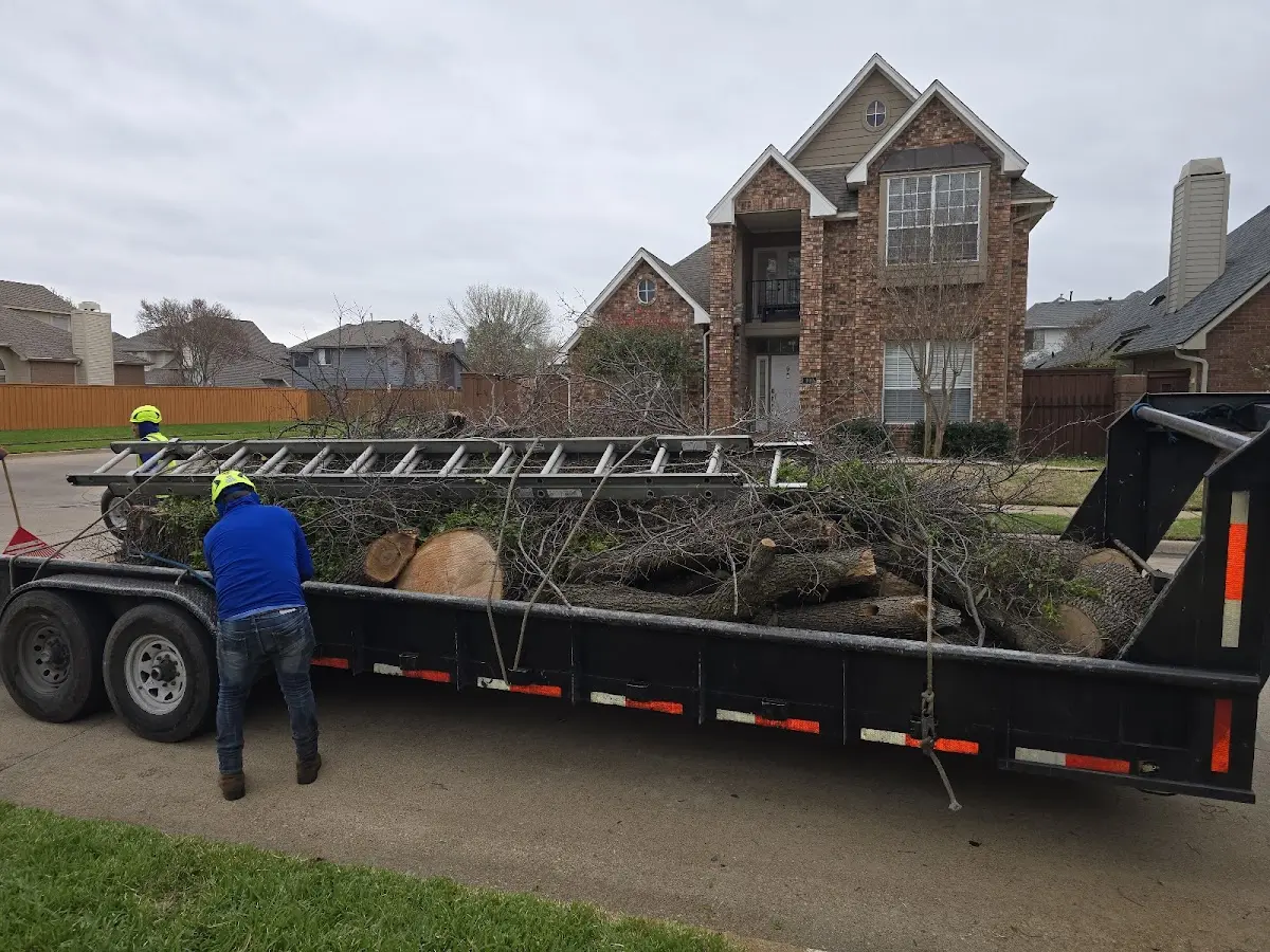 Expert Tree Pest Control with proper safety equipment in Wirtz